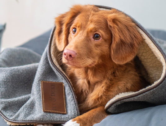 Dogs are not our whole life, but they make our lives whole.