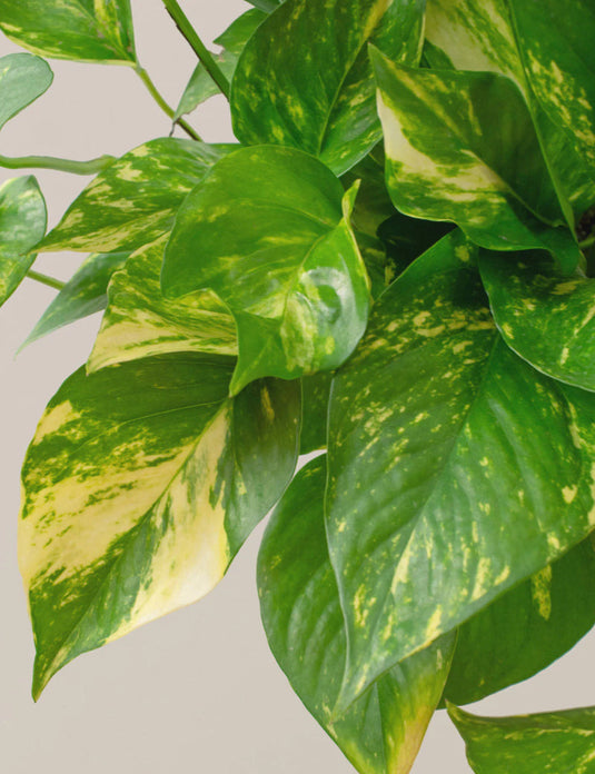Pothos hanging basket