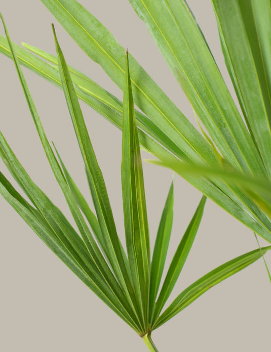 Large windmill palm