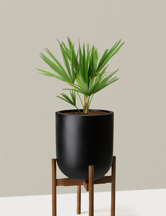 Large windmill palm