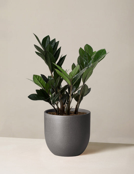 ZZ plant supernova