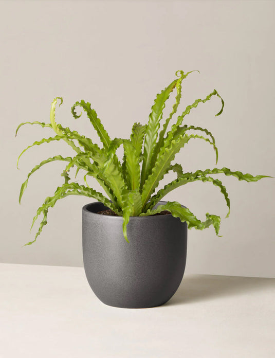 Bird’s nest fern