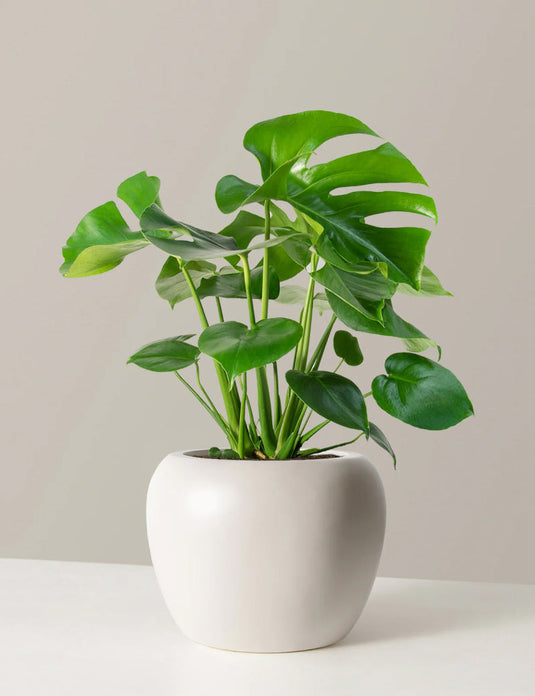 Large monstera deliciosa