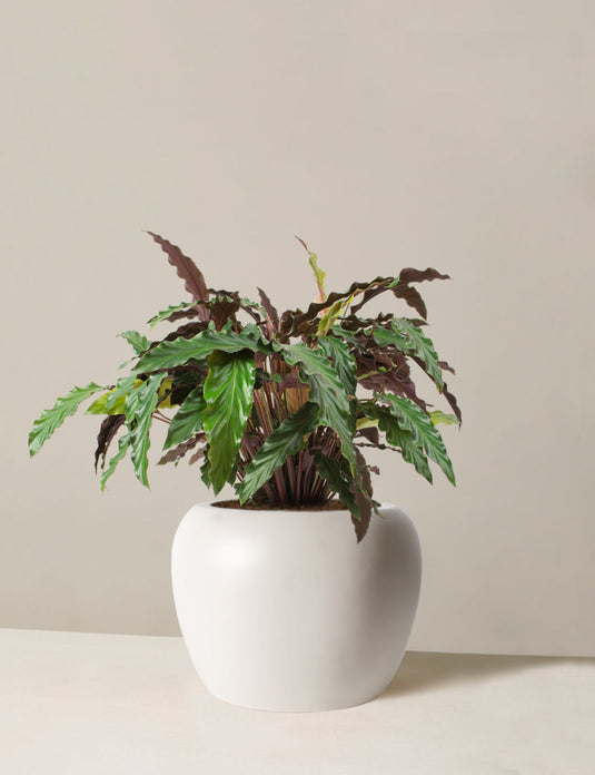Large calathea wavestar