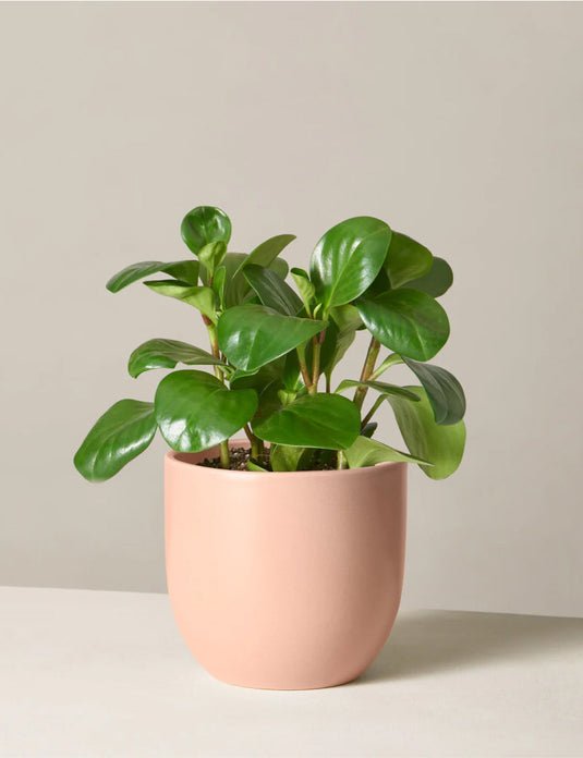 Peperomia obtusifolia