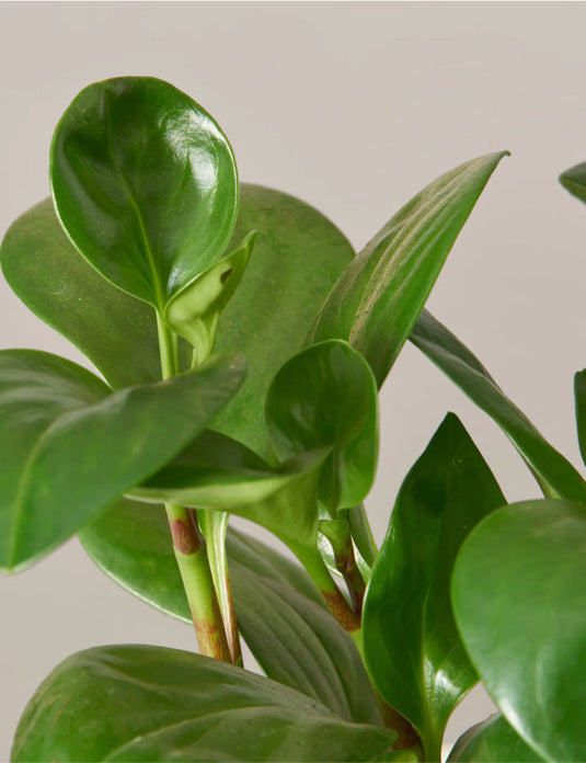 Peperomia obtusifolia