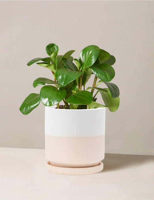Peperomia obtusifolia