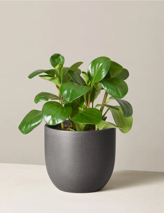 Peperomia obtusifolia