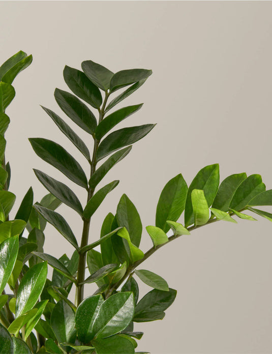 Large zz plant