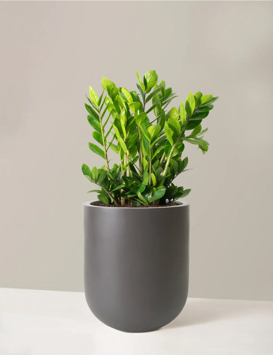 Large zz plant