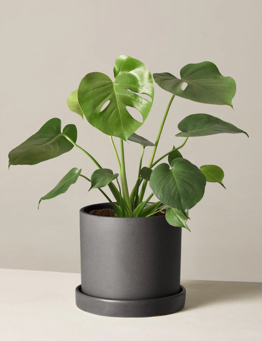 Monstera deliciosa
