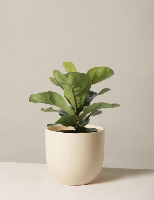 Fiddle leaf fig