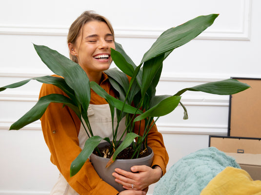 A beautiful plant is like having a friend around the house.
