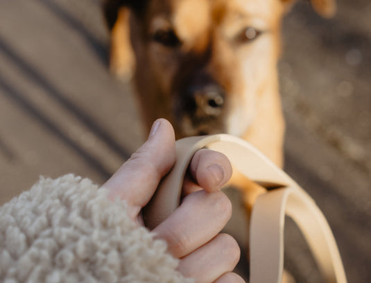 Understanding separation anxiety in dogs and how to help.