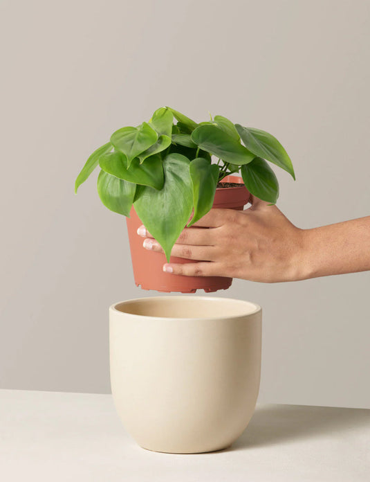 Pothos hanging basket