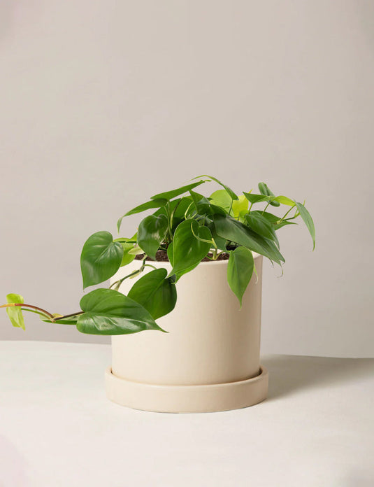 Pothos hanging basket