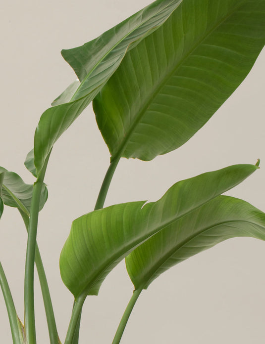 Large bird of paradise