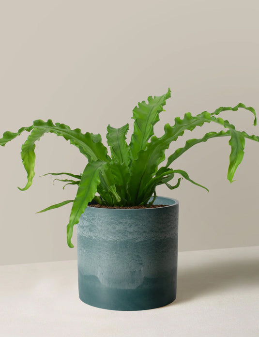 Bird’s nest fern