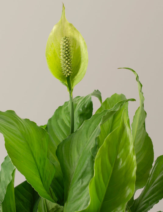 Large peace lily