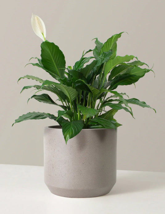 Large peace lily