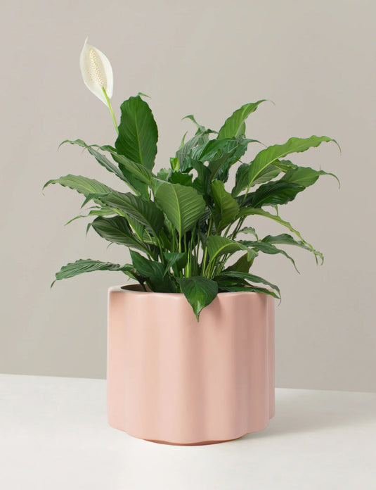 Large peace lily