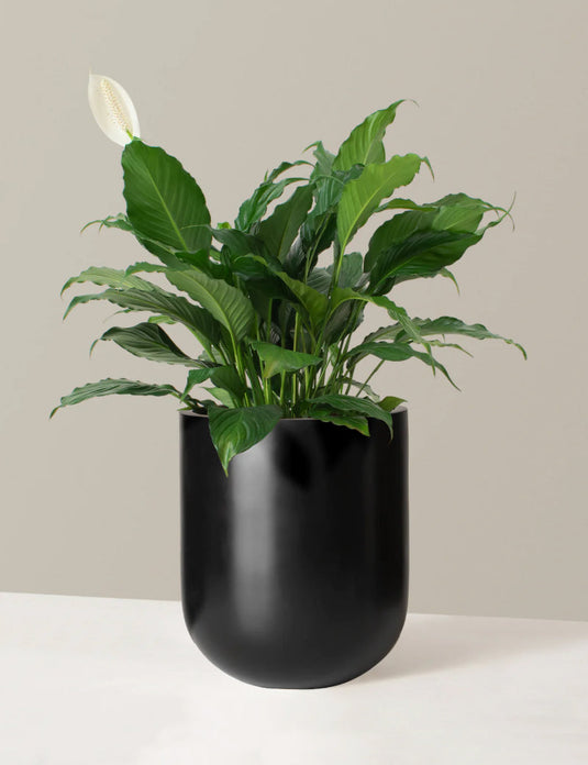 Large peace lily