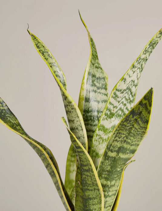 Snake plant laurentii