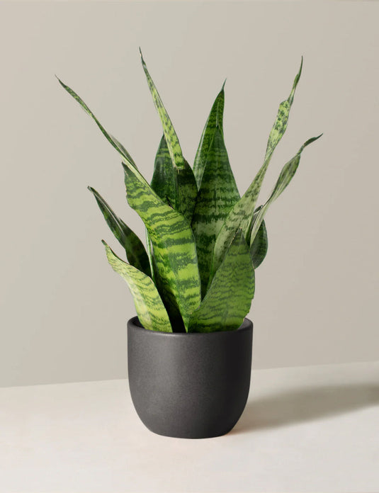 Snake plant laurentii