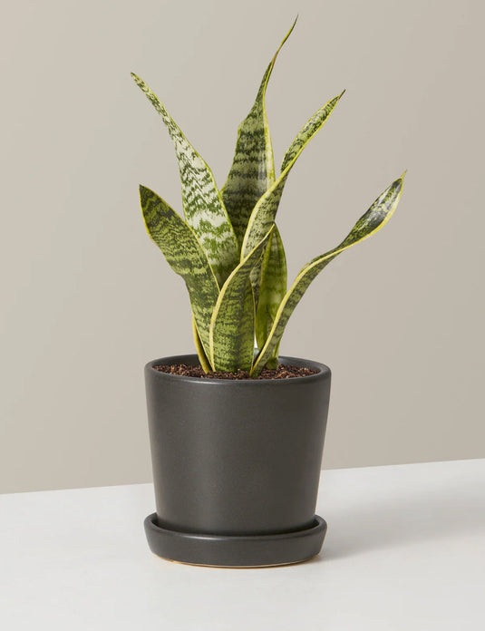 Snake plant laurentii