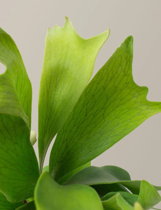 Staghorn fern