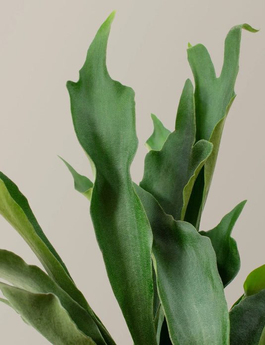 Staghorn fern