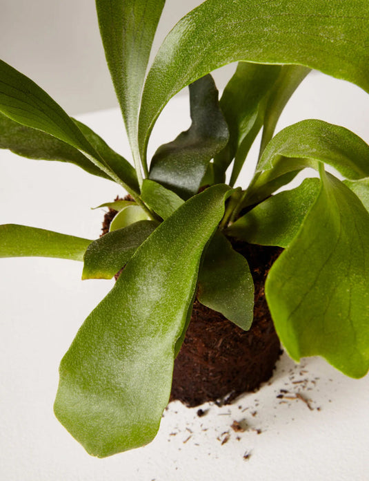 Staghorn fern