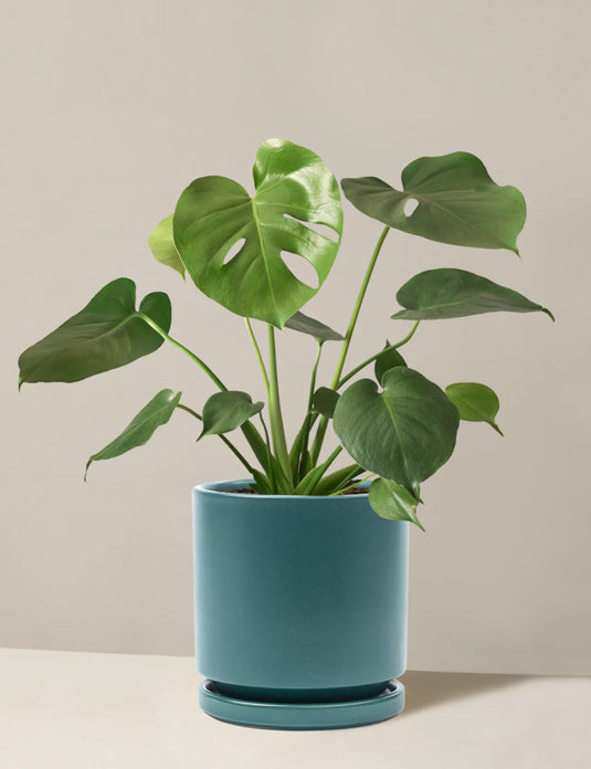 Monstera deliciosa