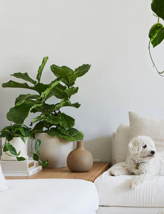 Fiddle leaf fig