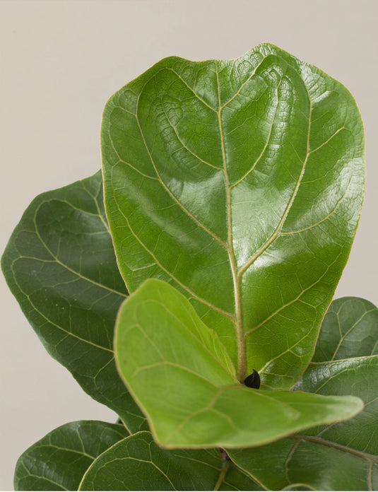 Fiddle leaf fig